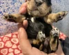 Cocker Spaniel (Show)