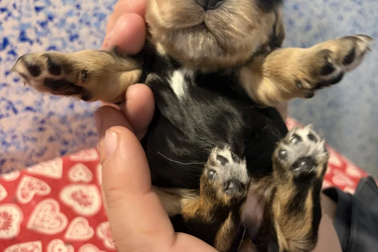 Cocker Spaniel (Show)