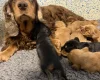 Cocker Spaniel (Show)