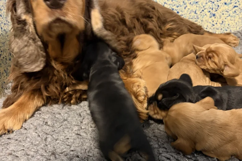 Cocker Spaniel (Show)