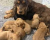Cocker Spaniel (Show)