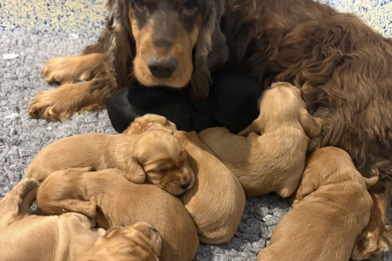 Cocker Spaniel (Show)