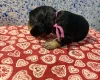 Cocker Spaniel (Show)