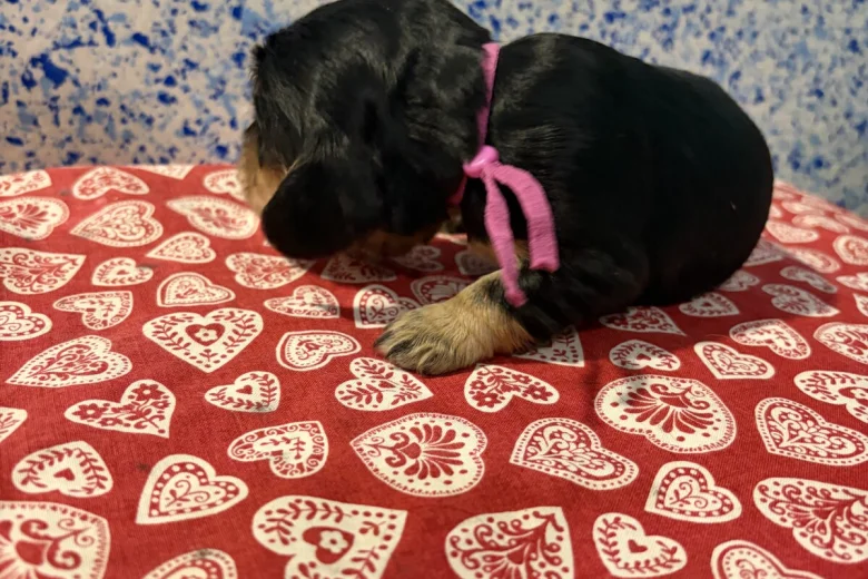 Cocker Spaniel (Show)