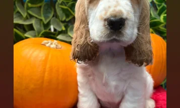 Cocker Spaniel (Show)