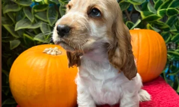 Cocker Spaniel (Show)