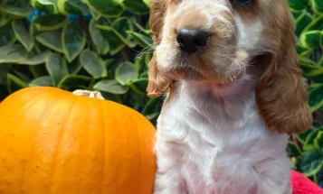 Cocker Spaniel (Show)