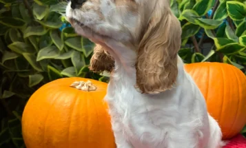 Cocker Spaniel (Show)