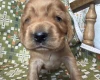 Cocker Spaniel (Show)
