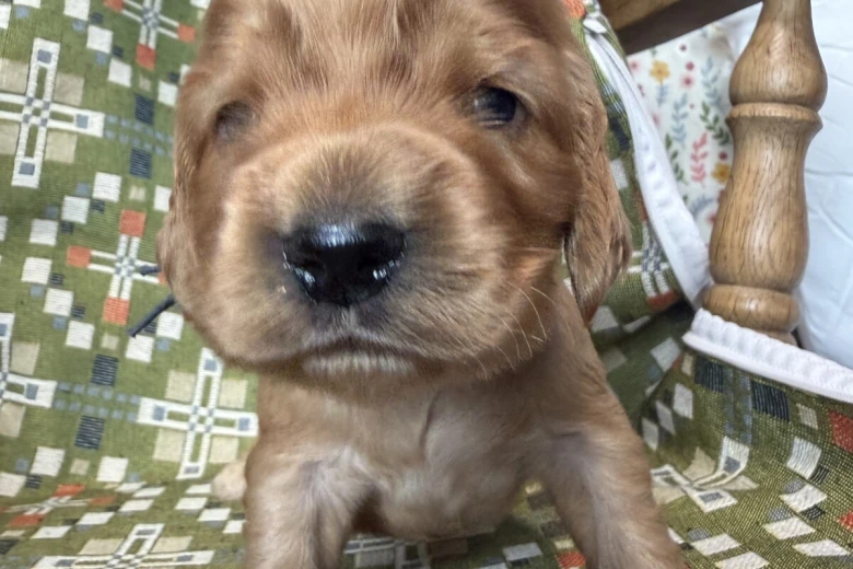 Cocker Spaniel (Show)