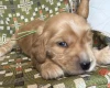 Cocker Spaniel (Show)