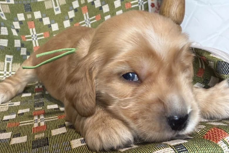 Cocker Spaniel (Show)