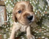 Cocker Spaniel (Show)