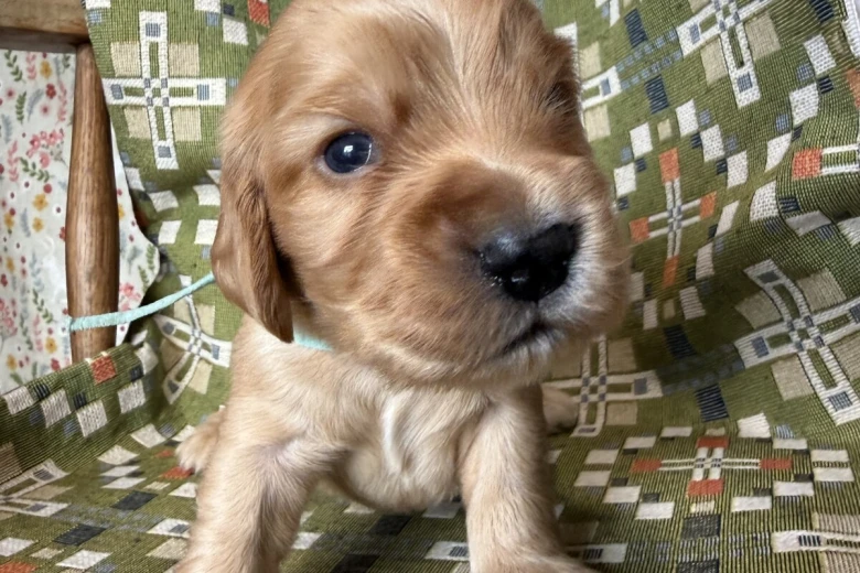 Cocker Spaniel (Show)
