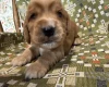 Cocker Spaniel (Show)