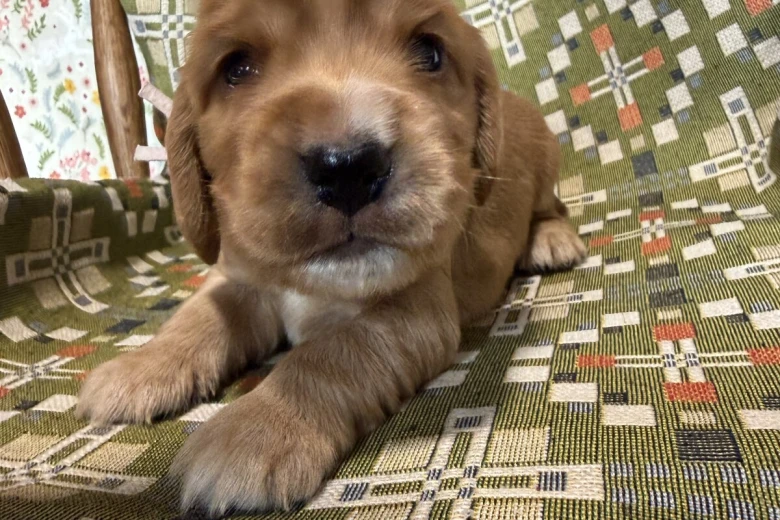 Cocker Spaniel (Show)