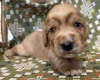 Cocker Spaniel (Show)