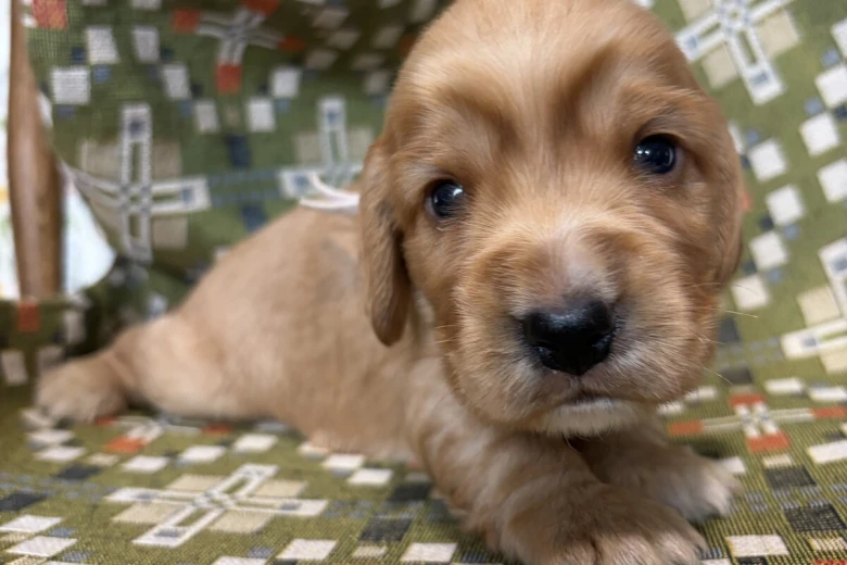 Cocker Spaniel (Show)