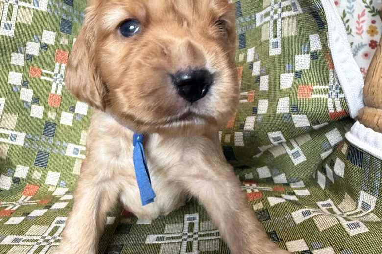 Cocker Spaniel (Show)