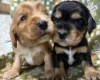 Cocker Spaniel (Show)