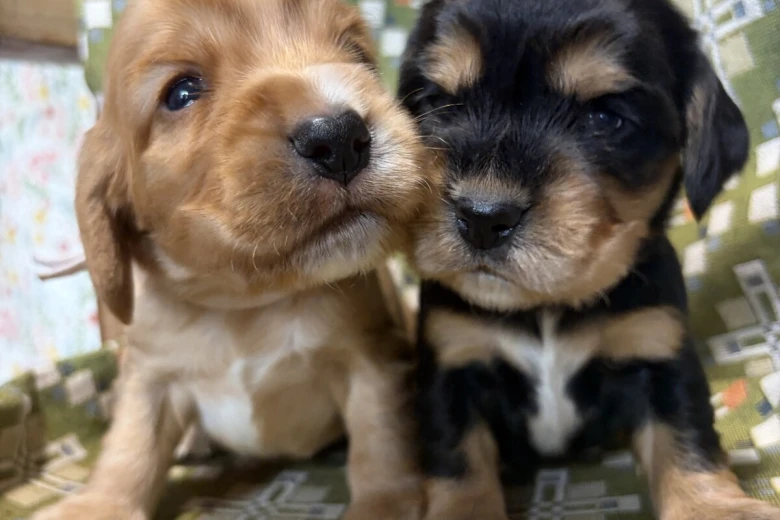 Cocker Spaniel (Show)
