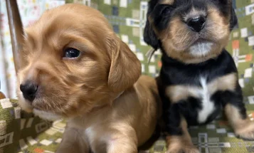 Cocker Spaniel (Show)