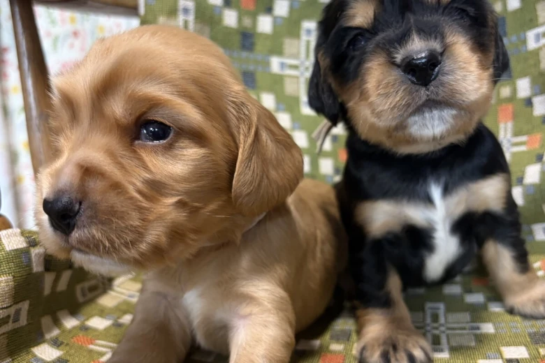 Cocker Spaniel (Show)