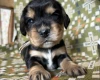 Cocker Spaniel (Show)