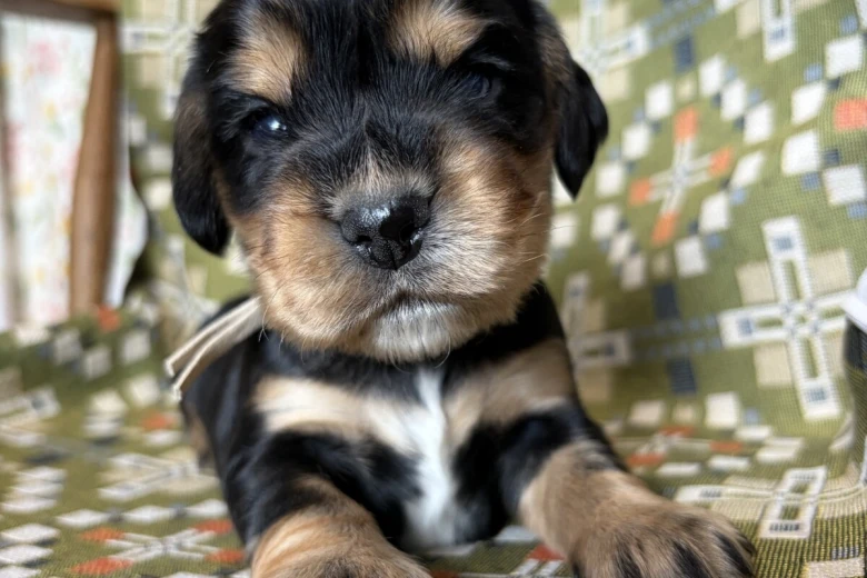 Cocker Spaniel (Show)