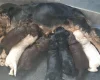 Cocker Spaniel (Show)