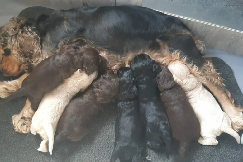 Cocker Spaniel (Show)