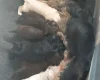 Cocker Spaniel (Show)