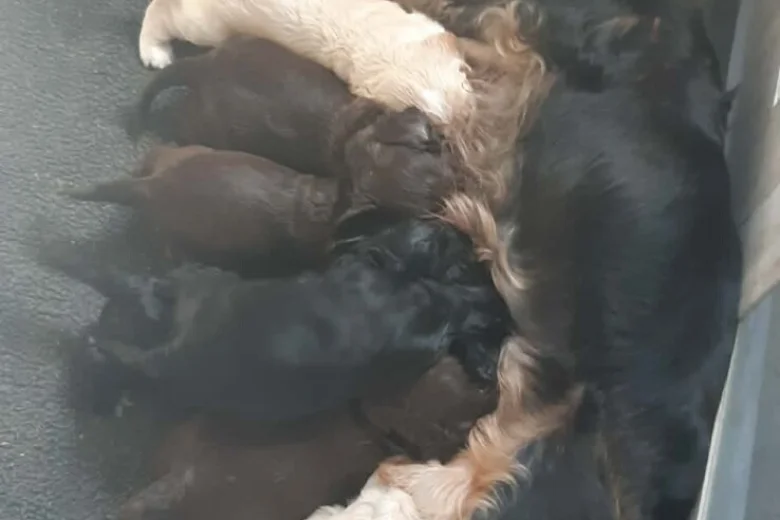 Cocker Spaniel (Show)