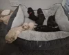 Cocker Spaniel (Show)
