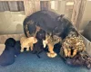 Cocker Spaniel (Show)