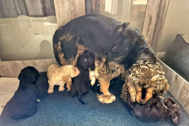 Cocker Spaniel (Show)