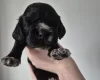 Cocker Spaniel (Show)