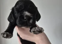 Yogi