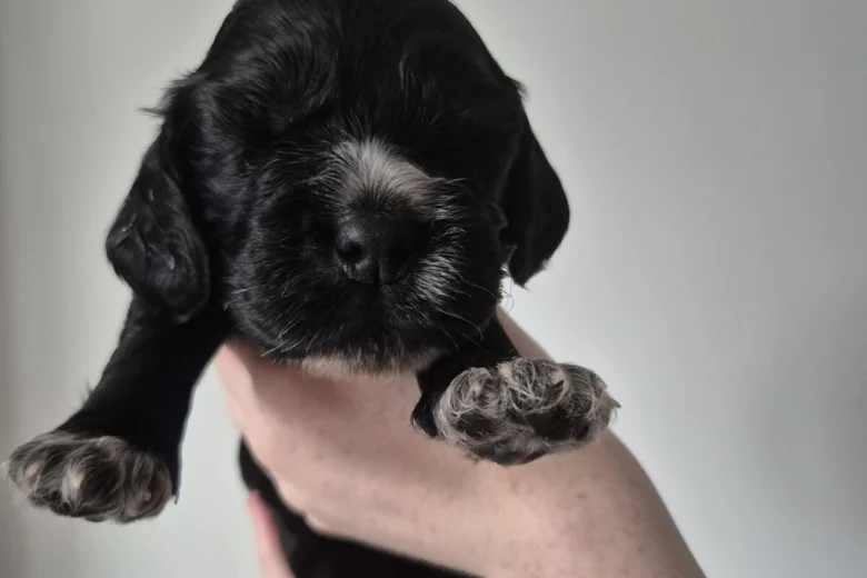 Cocker Spaniel (Show)