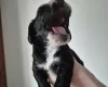 Cocker Spaniel (Show)