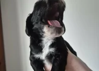 Pepper