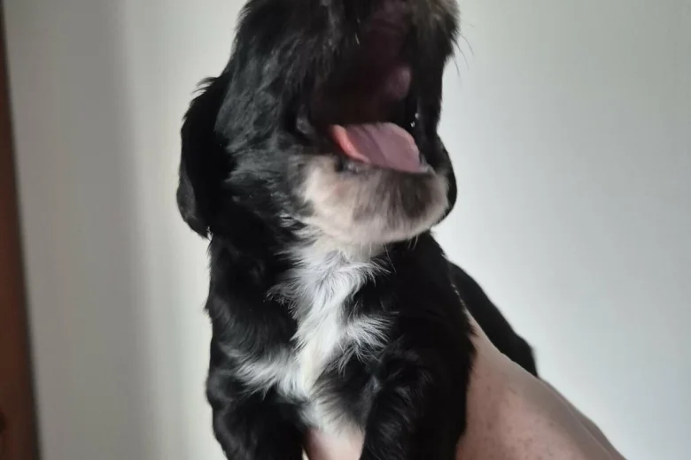 Cocker Spaniel (Show)