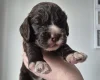 Cocker Spaniel (Show)