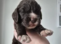 Clover