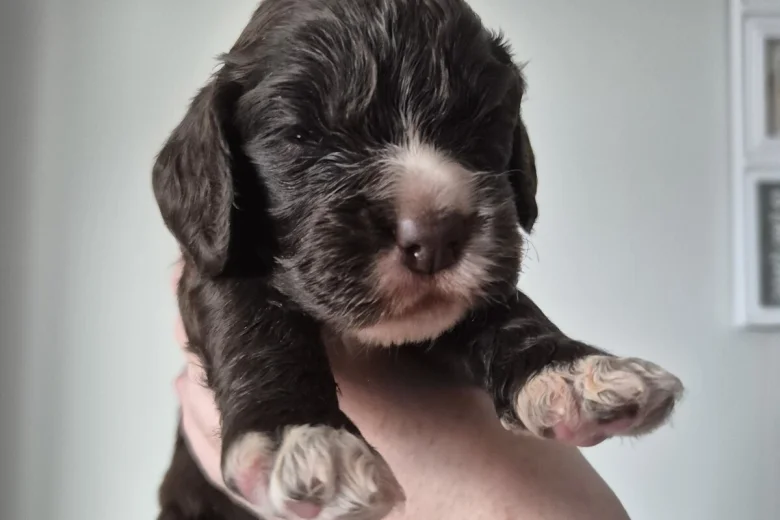 Cocker Spaniel (Show)