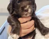 Cocker Spaniel (Show)