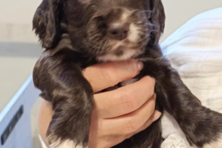 Cocker Spaniel (Show)
