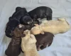 Cocker Spaniel (Show)