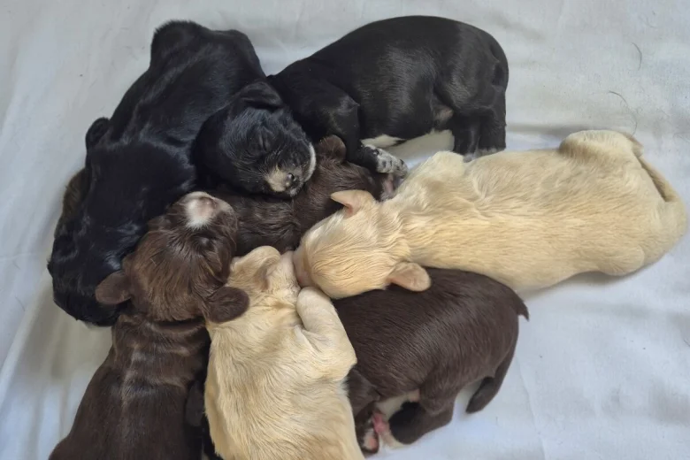 Cocker Spaniel (Show)
