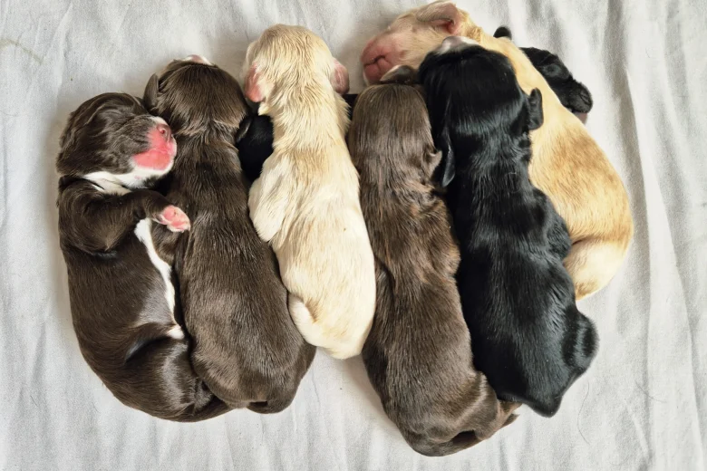 Cocker Spaniel (Show)